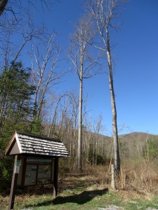 AT-VA Stony Creek Valley to Pearisburg 3