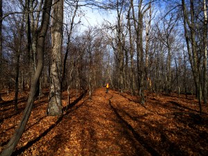 Segue into Afternoon