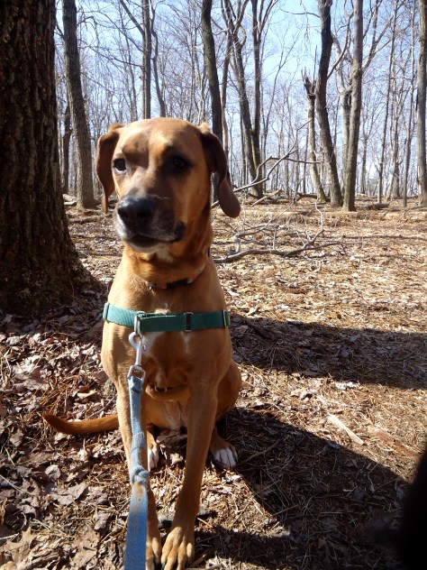 Not all winter hikes are snowy...30 degrees...Sidekick Pauli takes a break in Gambrill SP!