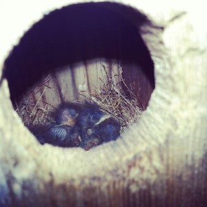 Eastern Bluebird babies!!!