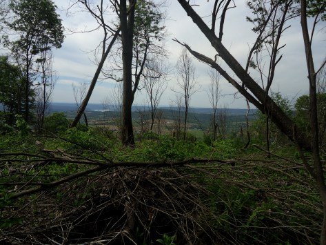 View just before Peter's Mountain Shelter coming from the north