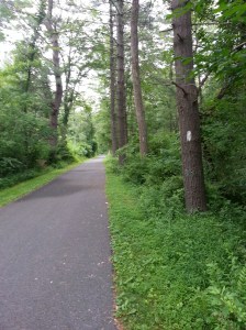 The trail through Pine Grove Furnace SP