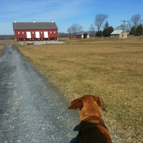 The wind made things cold for awhile...and it kept blowing Sidekick Pauli's ears from side to side!