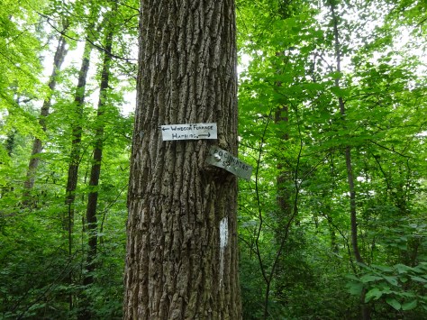 Pocahontas Spring sign