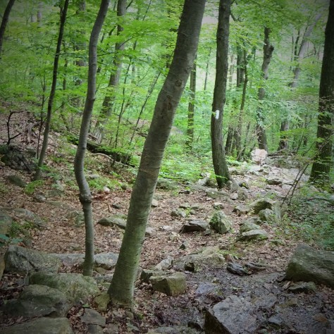 A little more rocky, but still decent!