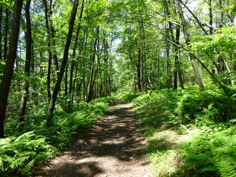 A long, flat road...not as easy on the feet as you might think!