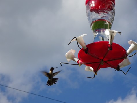 Love the Hummingbirds!