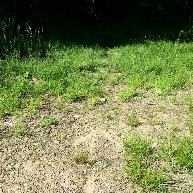 Trail comes out to Fire Road, then turns back into the woods...almost missed this arrow!!