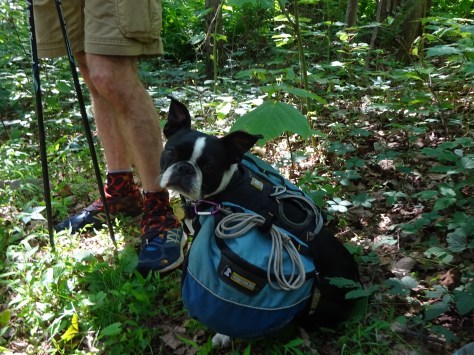 Bongo!!! Human's admitted that she slackpacks occasionally.  Love this little cutie!