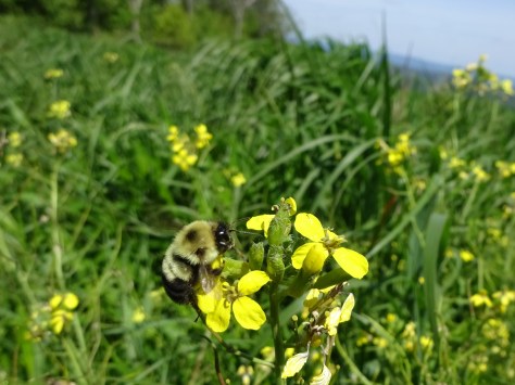 It's a great life being able to buzz around on the trail! Water or no Water, part of the fun is figuring it out! :)
