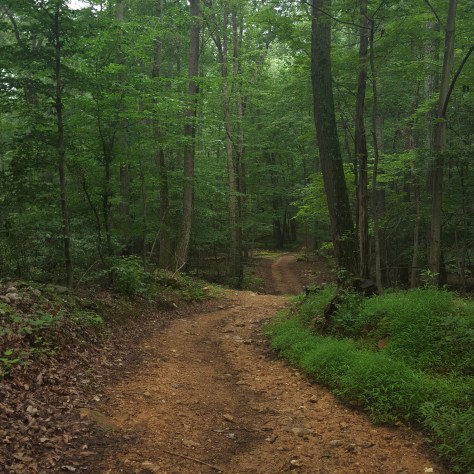 Great Trail! Just for horses? Looks like cars too.