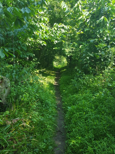 Where are my hedge clippers when I need them?