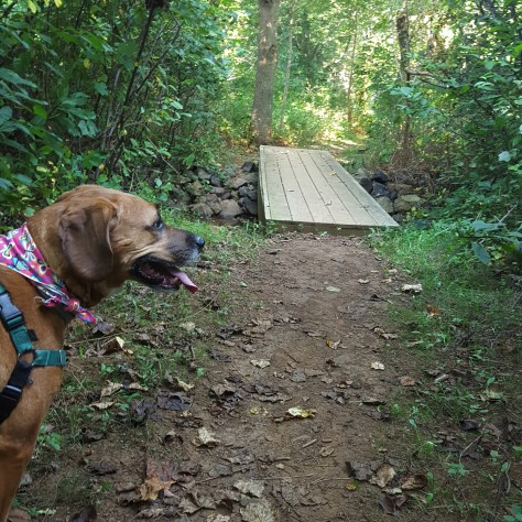 On the trail just after cross Rt. 50.
