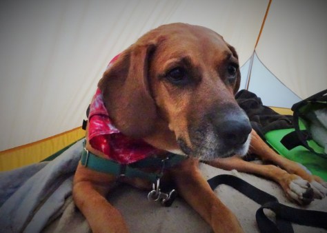 Happiness is a warm puppy!