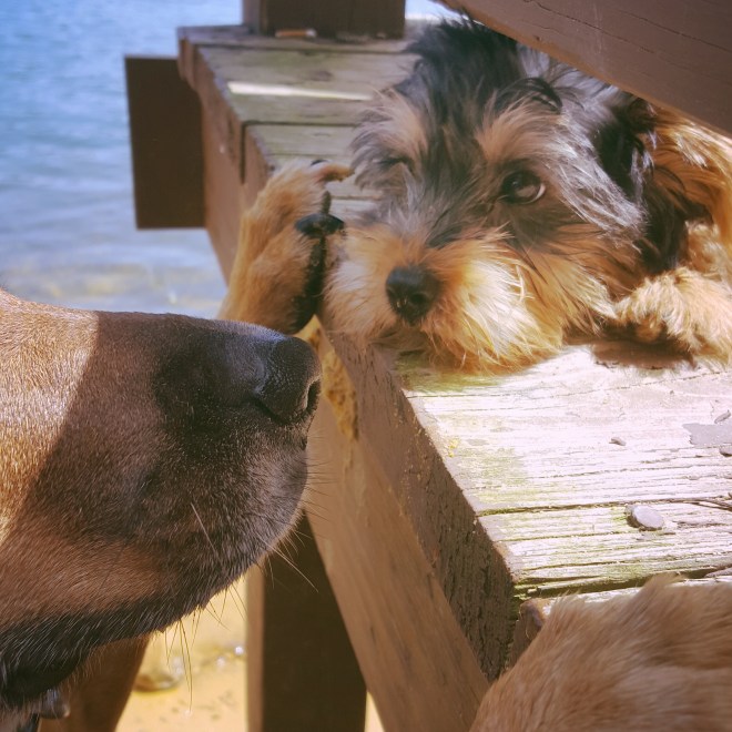 Sidekick Pauli makes a very tiny friend, Rocko