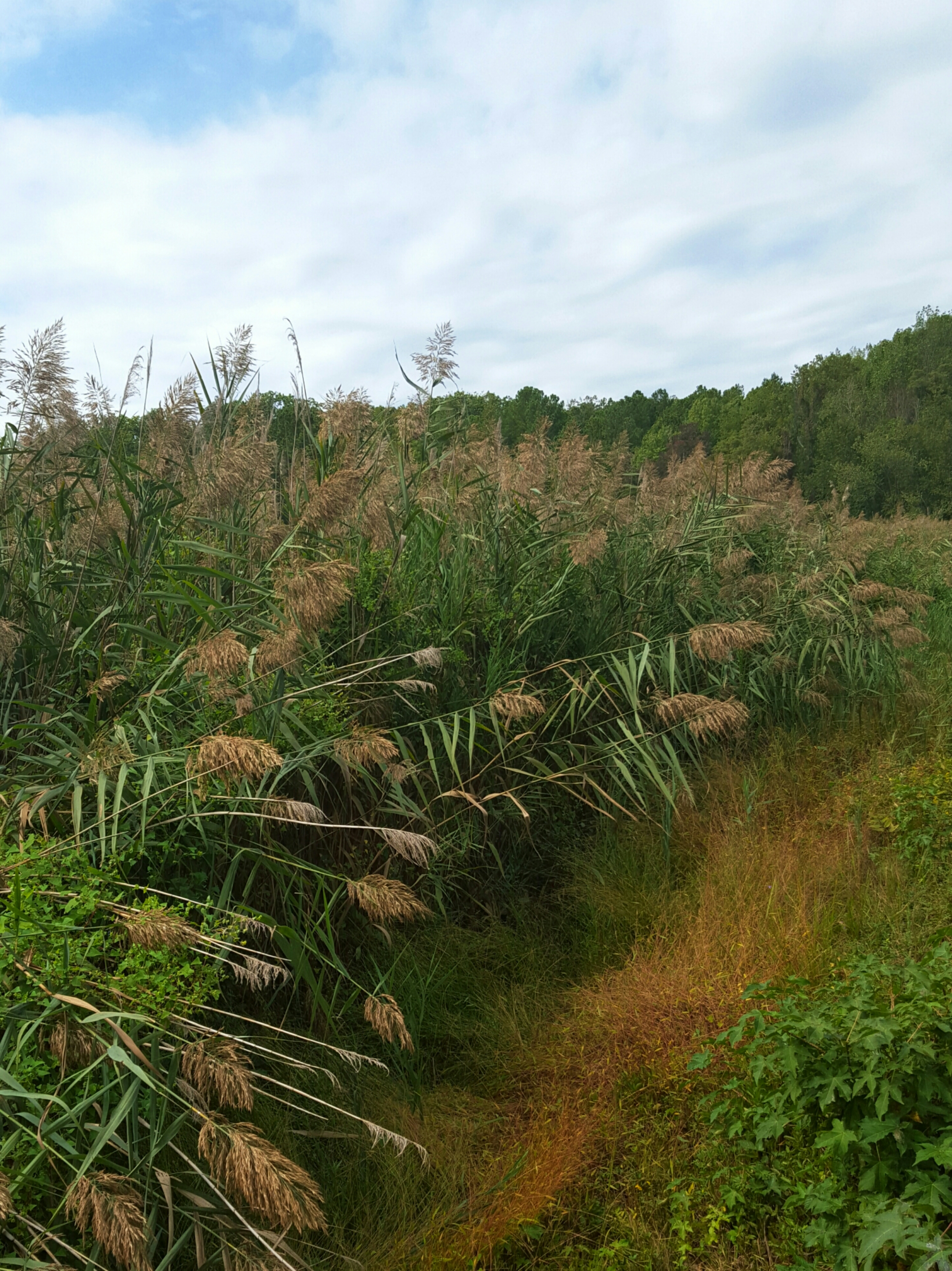 IMG_20150920_190709.jpg image