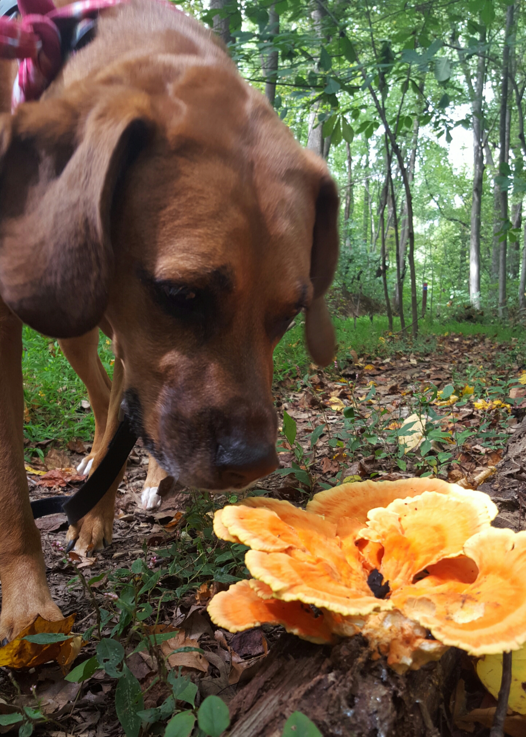 IMG_20150920_190921.jpg image