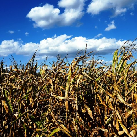 Thomas Farm...my go to after work!